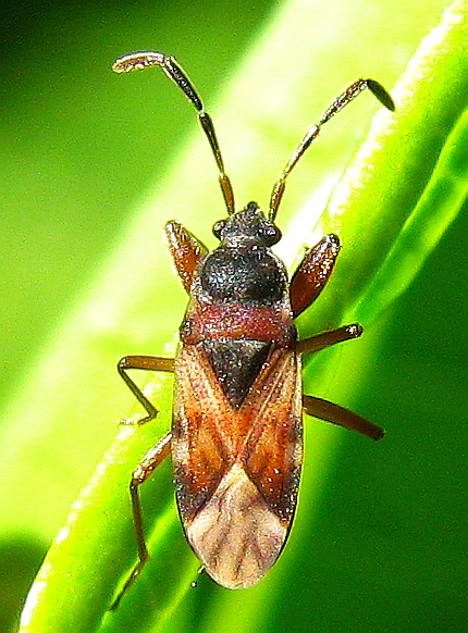 Lygaeidae: Scolopostethus cf. lethierryi della Turchia